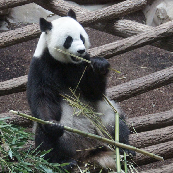 Le panda